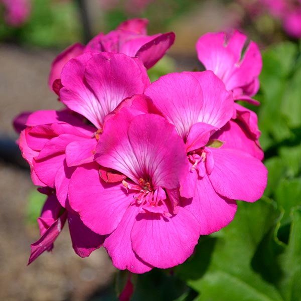 Calliope Medium Dark Rose Geranium