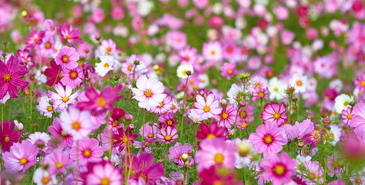 Five Fab Spring Flowers for South Florida