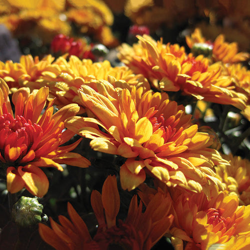 What Are the 15 Best Flowers for Late-Summer and Fall Garden Color?