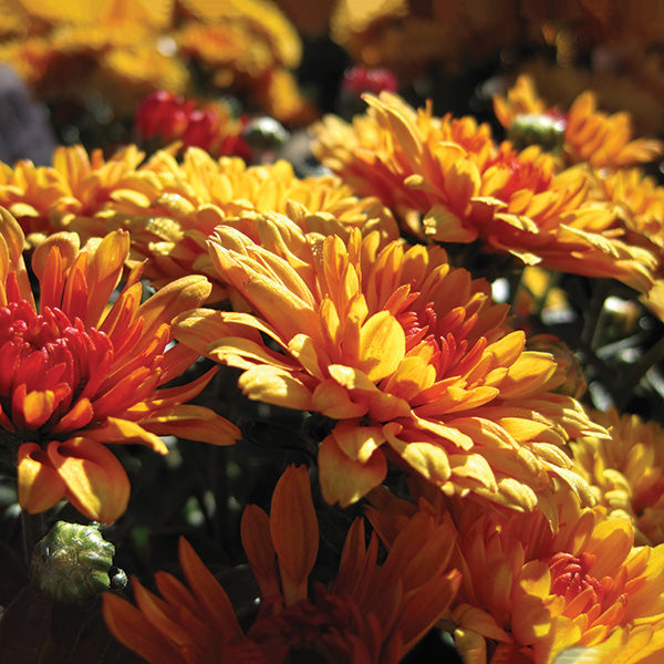 What Are the 15 Best Flowers for Late-Summer and Fall Garden Color?