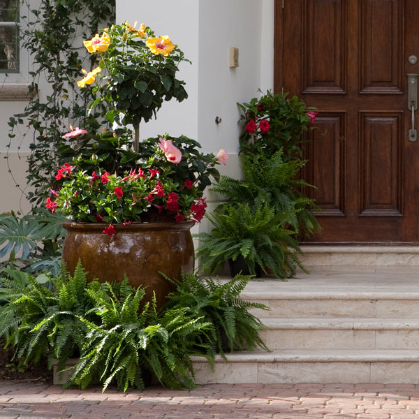 How to Get Your Plants Ready for Fall and Winter