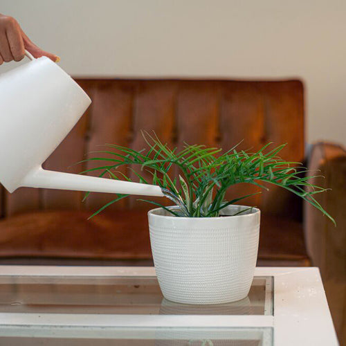 Person watering a healthy green Philodendron Tortum in a white textured pot on a white table with a brown leather sofa in the background