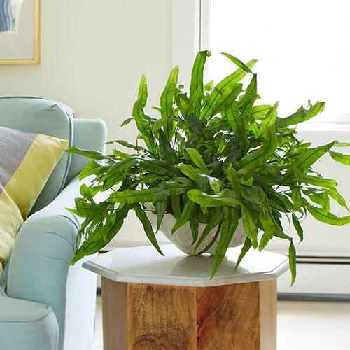 Decorate Your Home with Exotic Angel® Plants