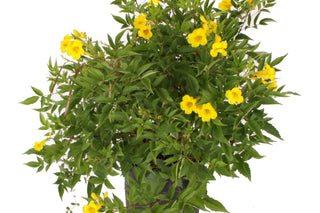 Esperanza