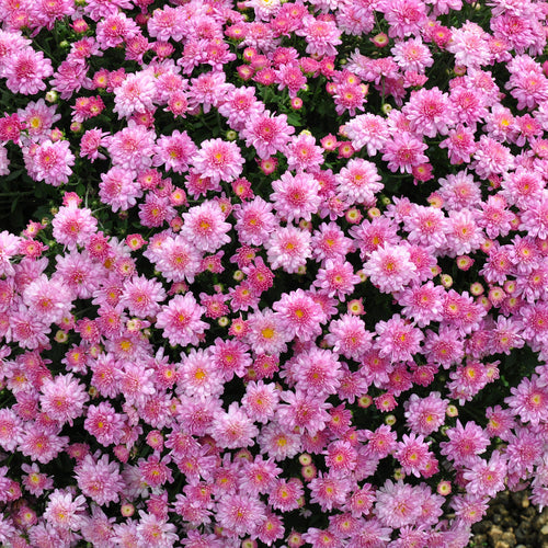 Pink hardy mum