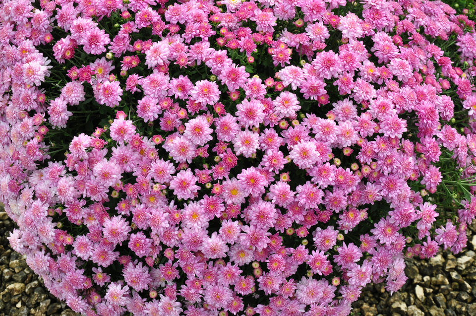 Pink hardy mum