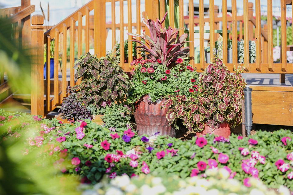 How to Keep Your Container Gardens Alive Over Summer