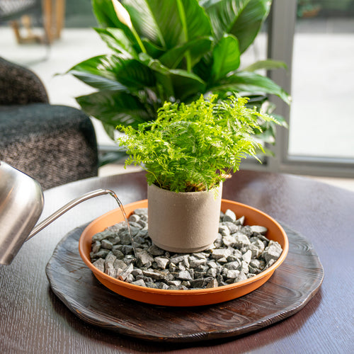 Add Humidity the Natural Way