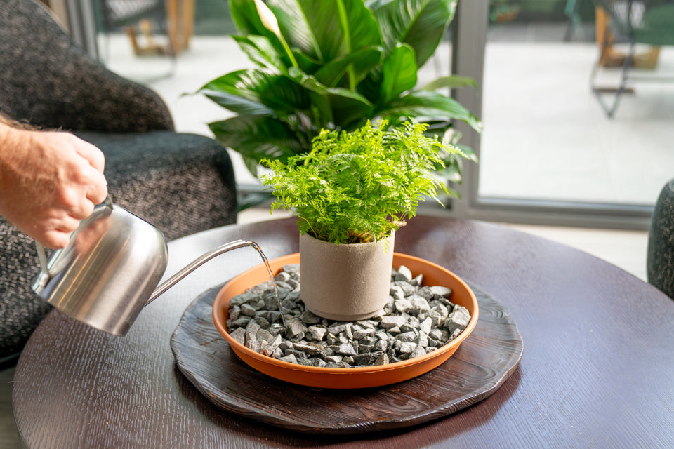 Add Humidity the Natural Way