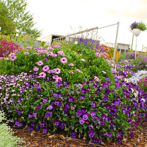 Purple Garden Ideas