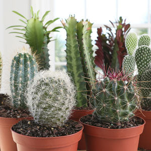 A Shopper's Guide to Buying Cacti