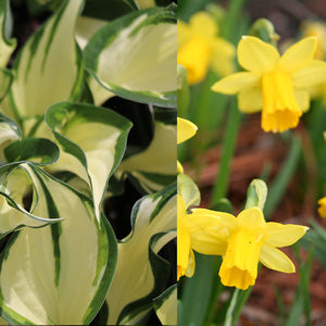 Perennial Partners for Spring Bulbs