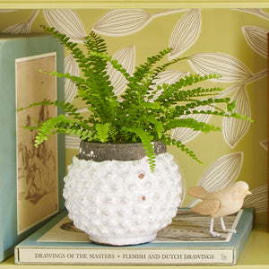 Spring Never Ends with Indoor Ferns