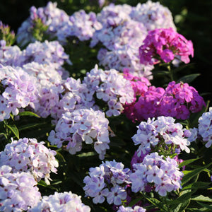 Plant Perennials in Fall for a Bigger Spring and Summer Garden