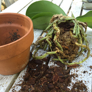 How to Repot a Moth Orchid