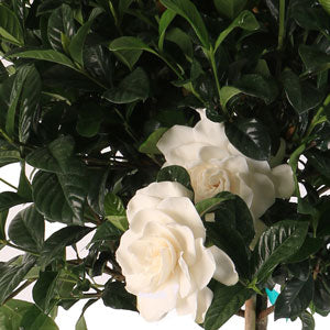 Grow Gorgeous Gardenias