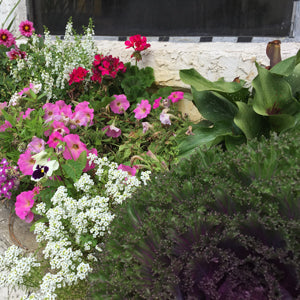 Bold Container Ideas for Fall