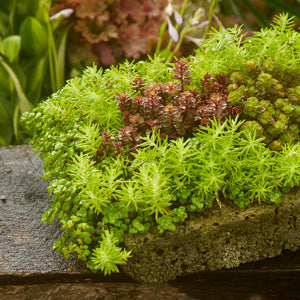 10 Perennials That Add Colorful Style to Decks