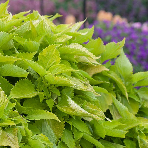 12 Beautiful Annuals You’ll Love for Their Leaves