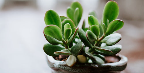 5 Reasons Why I Love Jade Plant