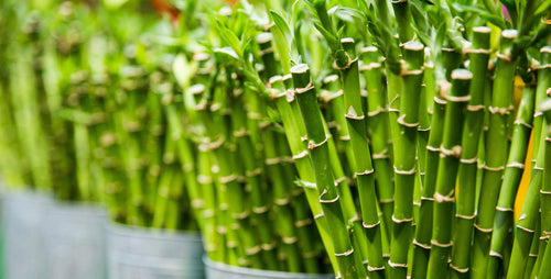 5 Reasons Why I Love Lucky Bamboo