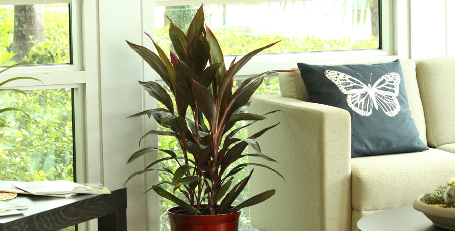 5 Reasons Why I Love Ti Plant