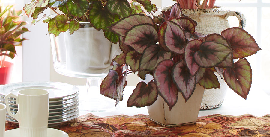 5 Reasons Why I Love Begonias