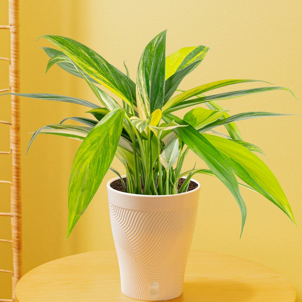 Variegated Silver Streak Pothos