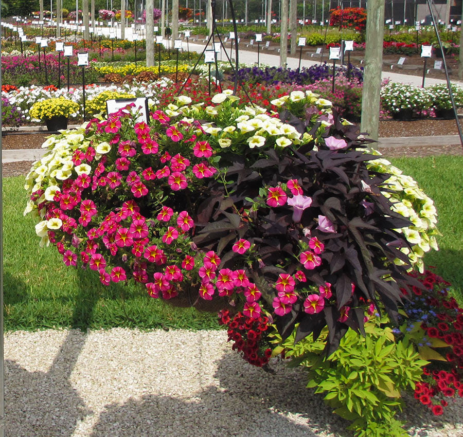 Hanging Baskets Ideas