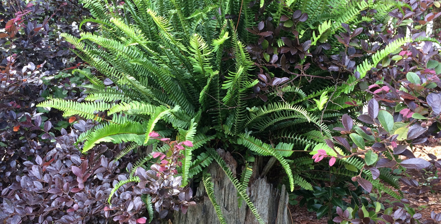 Fantastic Kimberly Queen Fern