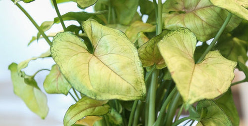 Stunning Syngoniums