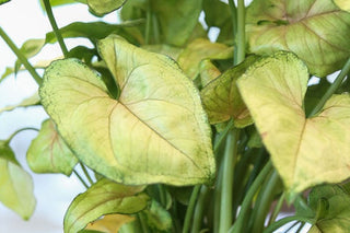 Stunning Syngoniums