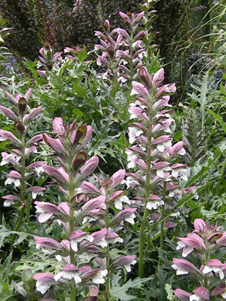 Acanthus Flower