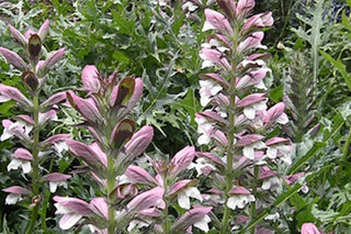 Acanthus