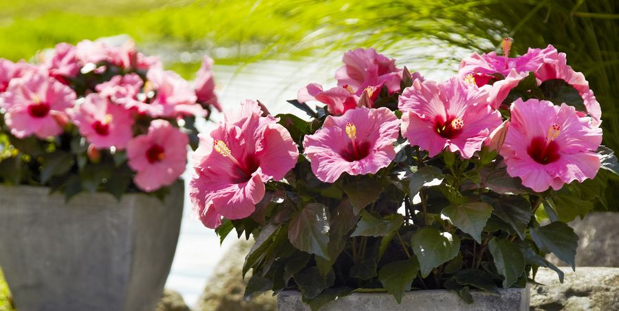 5 Reasons to Grow Hibiscus