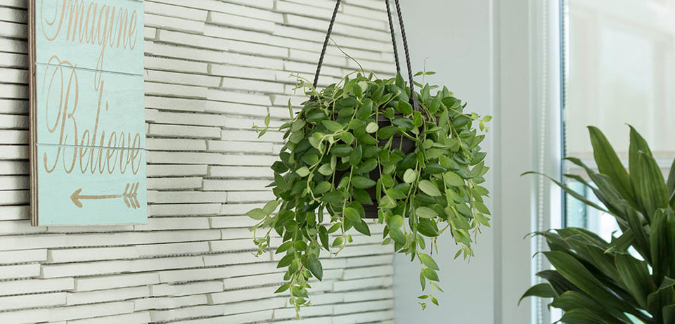 Hanging Lipstick Plant next to a window.