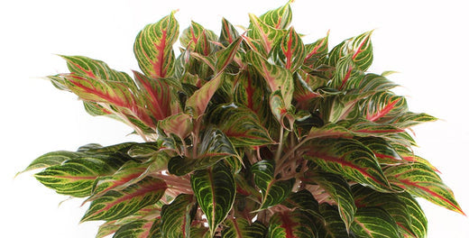 Easy-Care Colorful Aglaonema