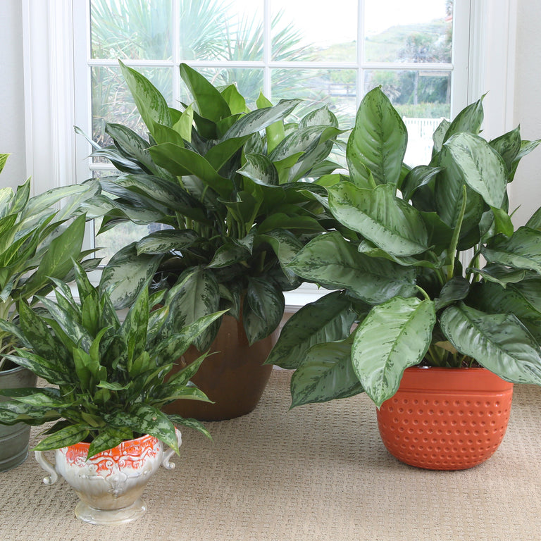 Best Houseplants for Beginners: Hard to Kill Plants
