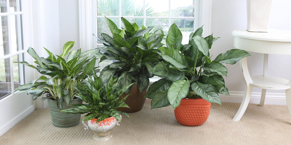 Best Houseplants for Beginners: Hard to Kill Plants