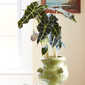 Plants that Shine Indoors and Outdoors