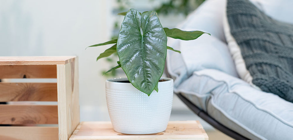 Alocasia Corazon Aquino displayed on a desk, showcasing mature leaves 