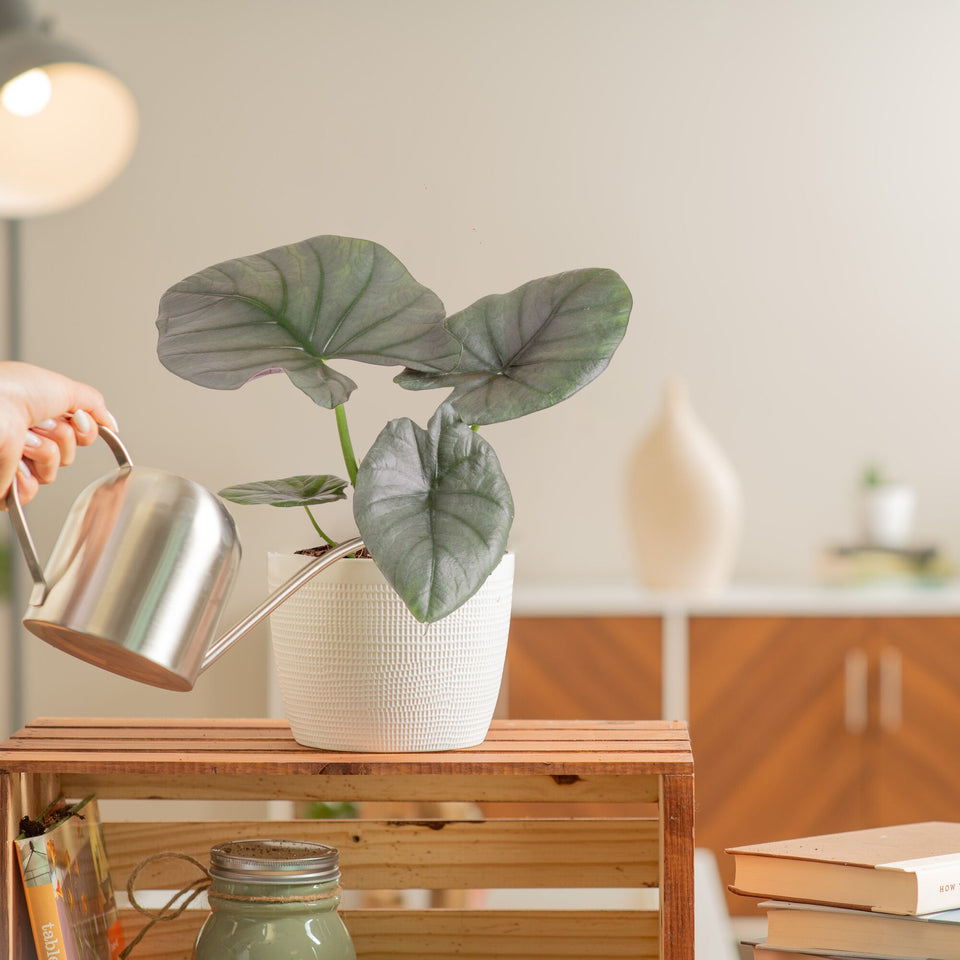 Alocasia reginae as a houseplant in a white pot on a wood table being watered from a silver watering can
