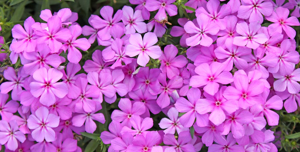 Phlox, Annual