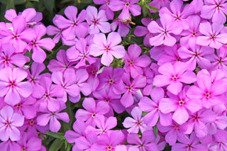 Phlox, Annual