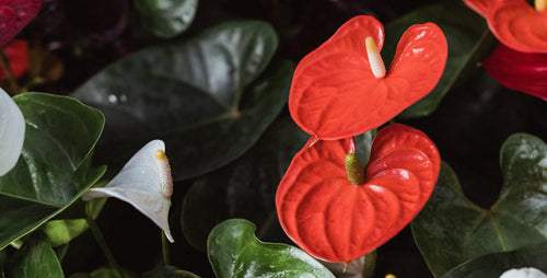 5 Reasons Why I Love Anthurium