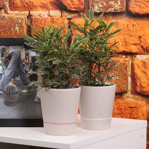 Why Your Apartment Could Use a Houseplant or Two