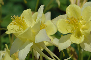 Columbine