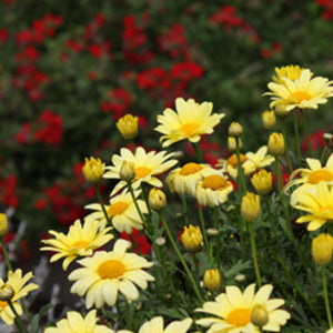 Beauty Yellow Argyranthemum