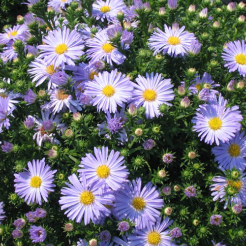 Add Color to Your Late-Season Garden