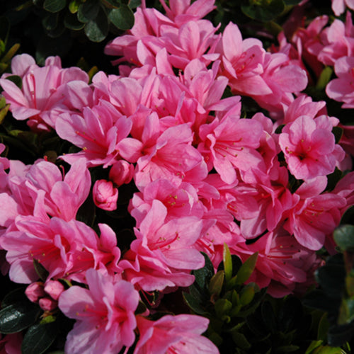 Coral Bells Azalea